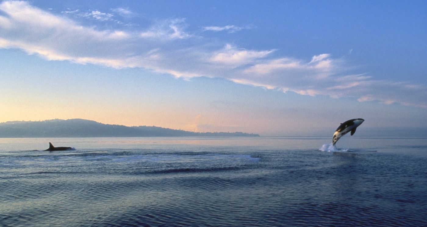 breaching orca photo by Ray Pfortner